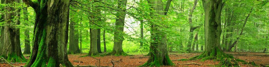 green trees